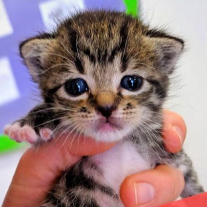 Kitten fosters needed – BARC shelter